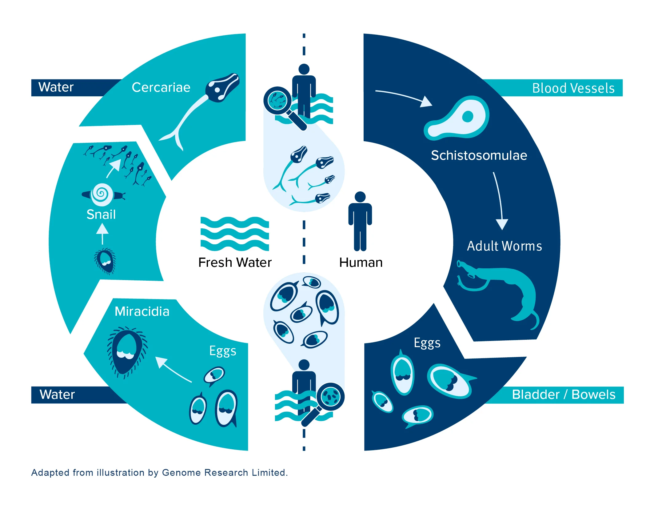 signs-of-bilharzia-schistosomiasis-bilharzia-transmission